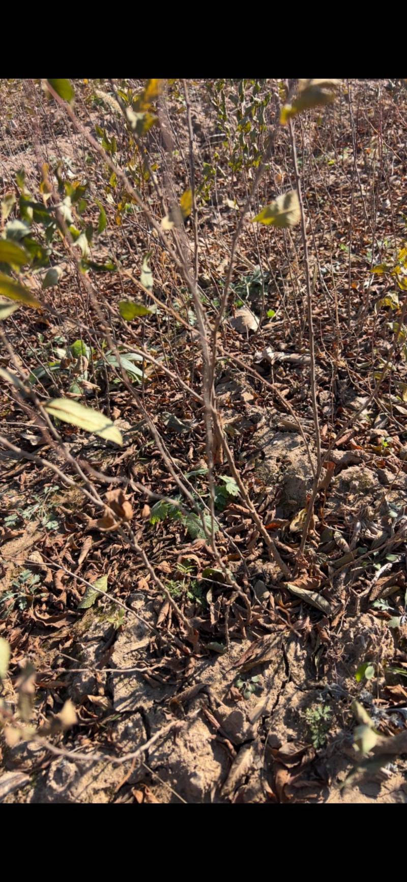 钙果苗欧李苗山地荒地种植红果黄果