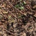 钙果苗欧李苗山地荒地种植红果黄果