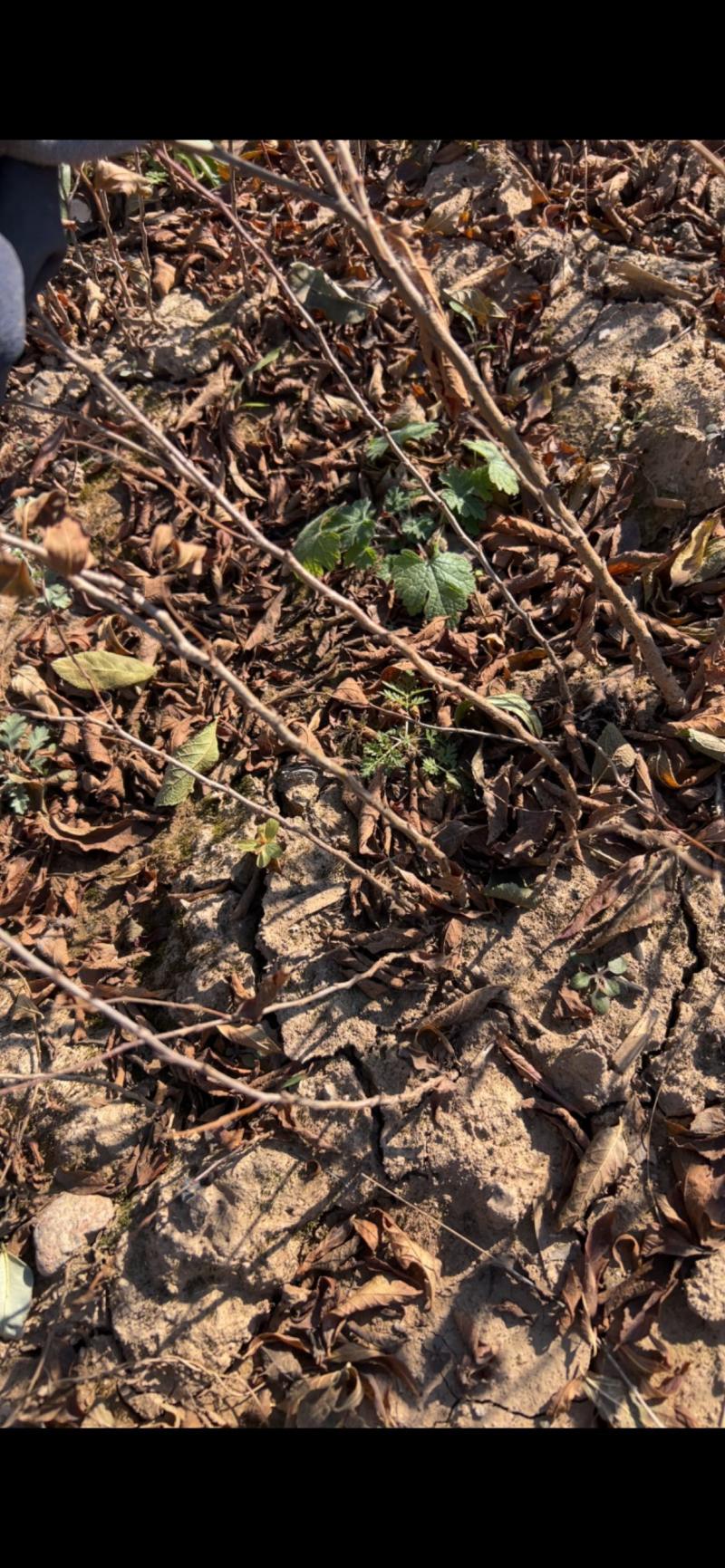 钙果苗欧李苗山地荒地种植红果黄果