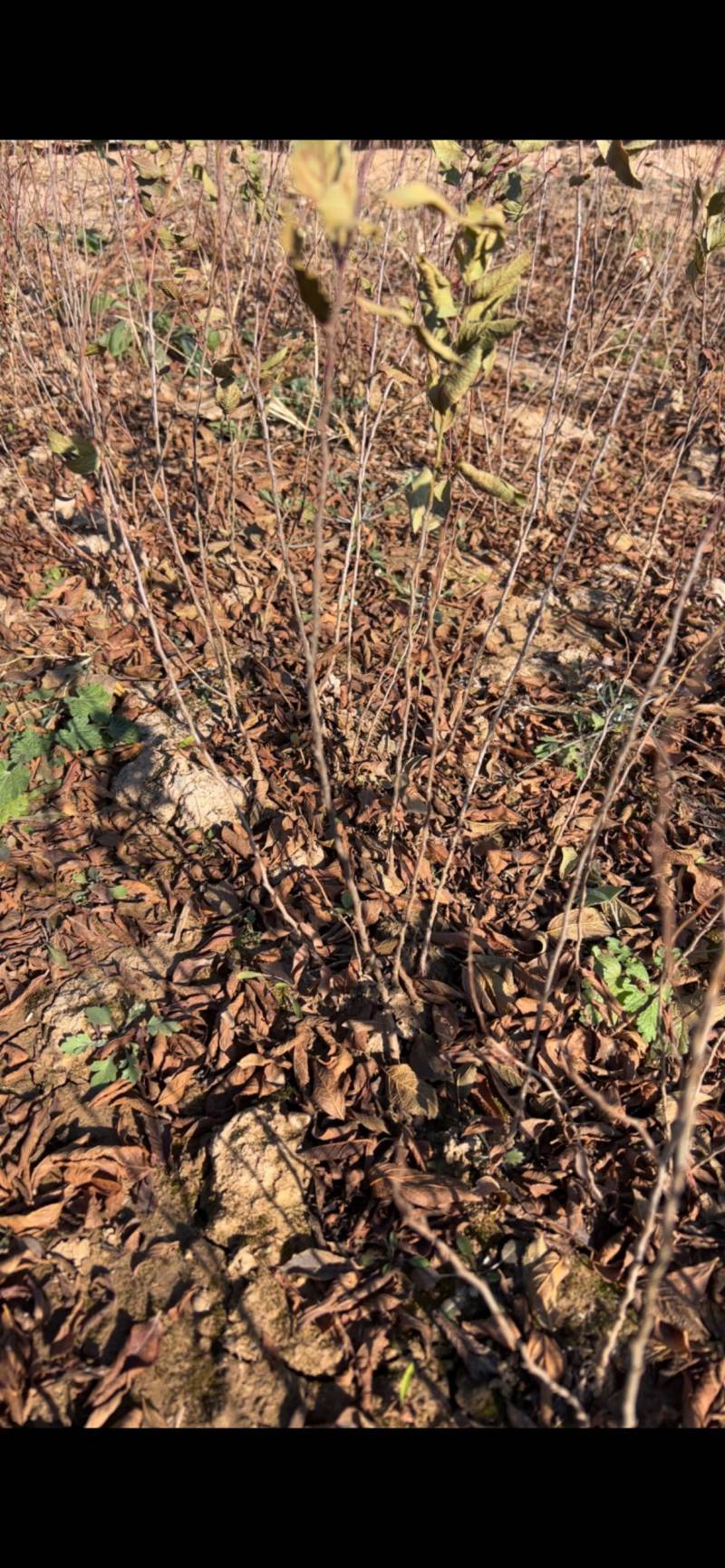 钙果苗欧李苗山地荒地种植红果黄果