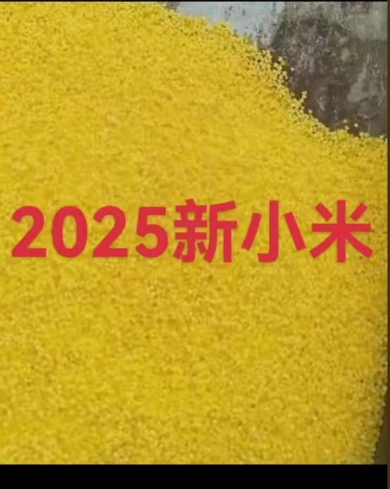 黄金苗小米大量有货产地直发一手货源价格实惠