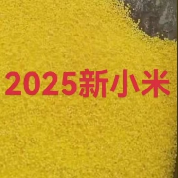 黄金苗小米大量有货产地直发一手货源价格实惠