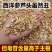 15年西洋参芦头吉林正品手工精选西洋参大芦头