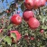红富士