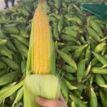 水果玉米