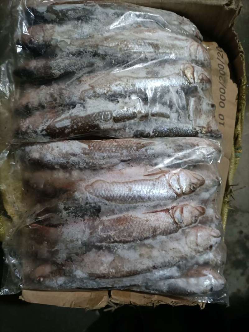冷冻马口鱼