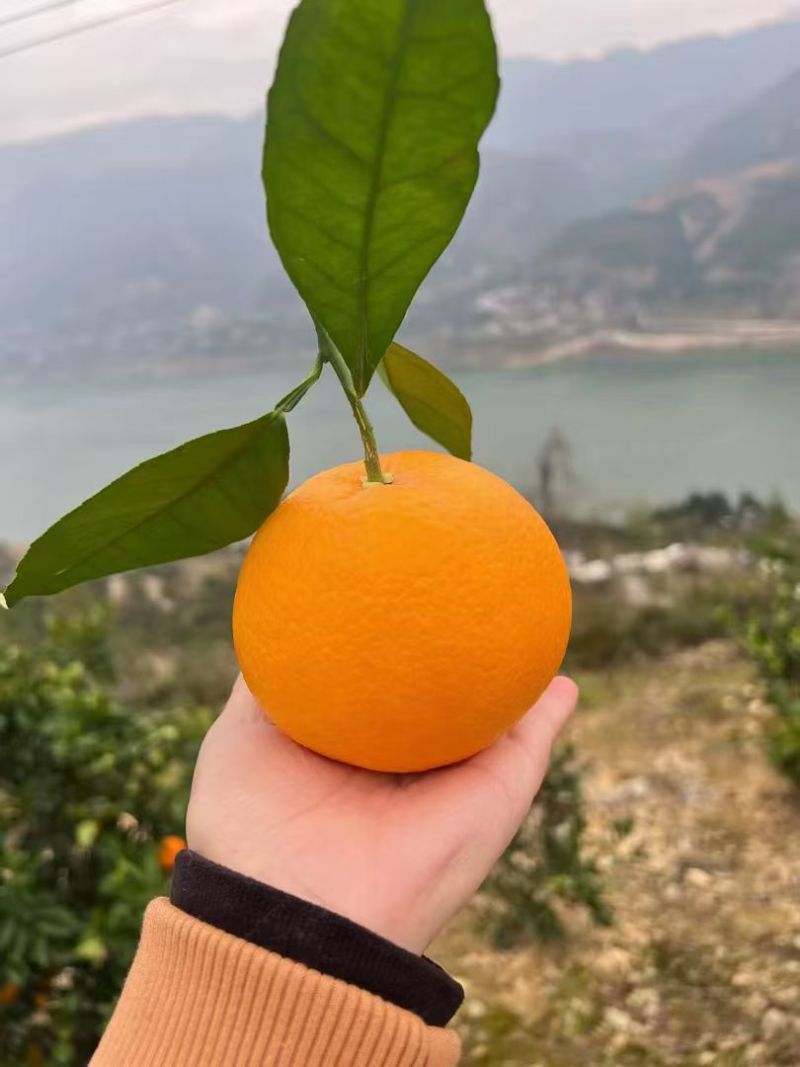 巫山纽荷尔橙子