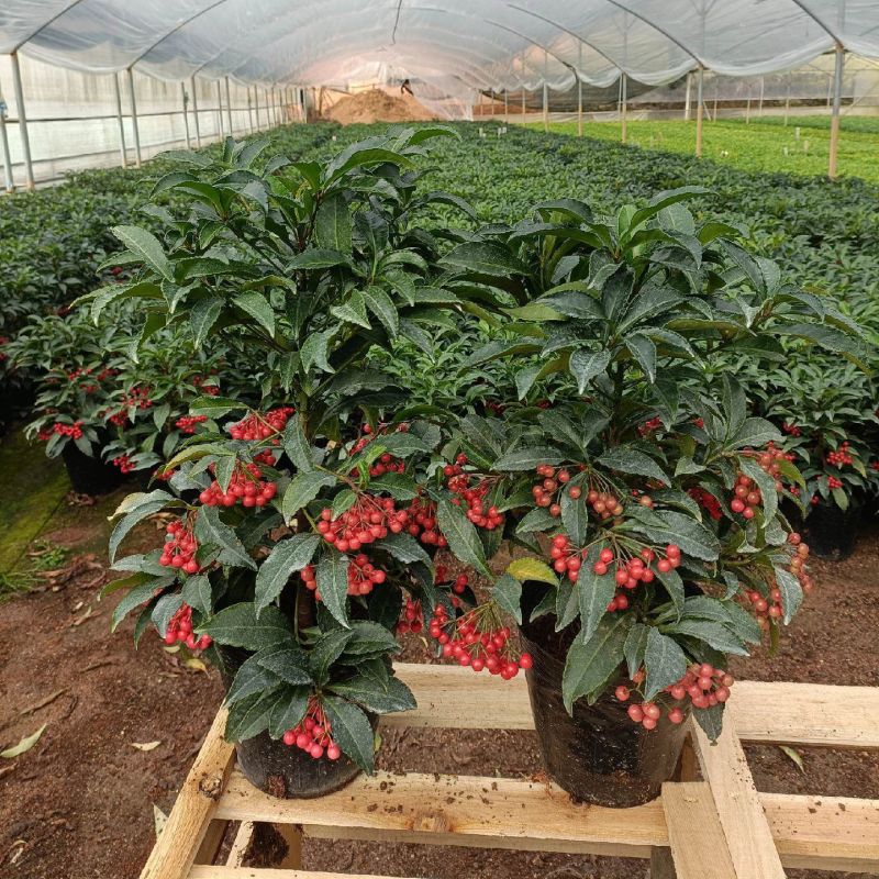 精品带绿果富贵籽黄金万两绿植金玉满堂盆栽植物办公室花卉盆