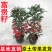 精品带绿果富贵籽黄金万两绿植金玉满堂盆栽植物办公室花卉盆