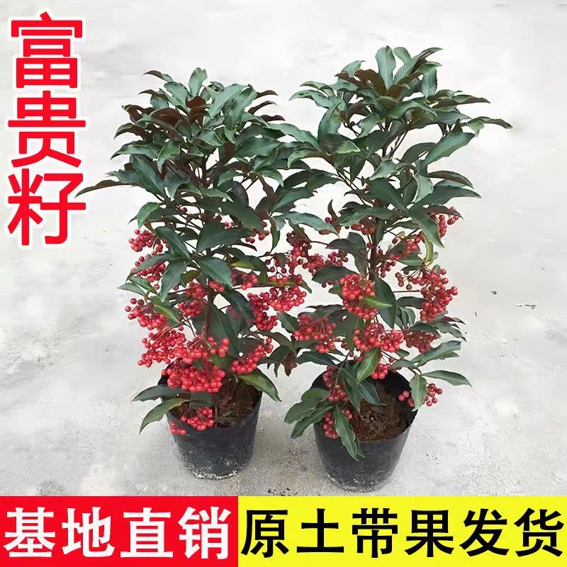 精品带绿果富贵籽黄金万两绿植金玉满堂盆栽植物办公室花卉盆