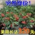 精品带绿果富贵籽黄金万两绿植金玉满堂盆栽植物办公室花卉盆