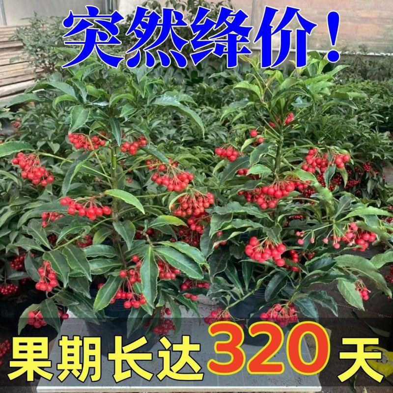 精品带绿果富贵籽黄金万两绿植金玉满堂盆栽植物办公室花卉盆