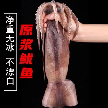 鱿鱼大鱿鱼尤鱼船冻无冰