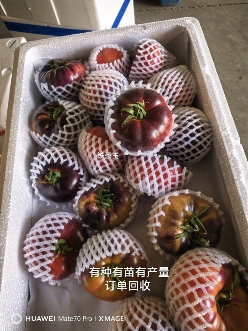 紫玫瑰火山番草莓西红柿铁皮西红柿口感好绿肩