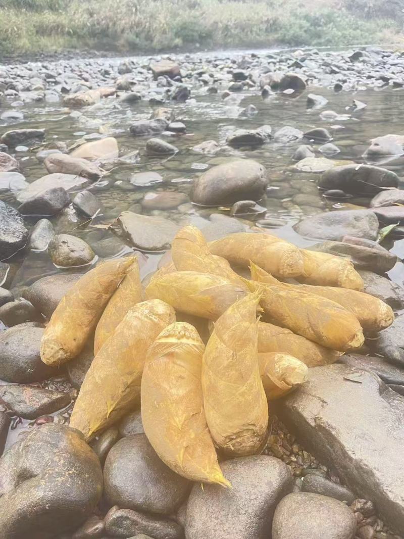 【精选】广西优质冬笋，产地直出个头饱满，肉质鲜美可电联