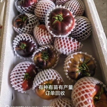 紫玫瑰火山番草莓西红柿铁皮西红柿口感好绿肩