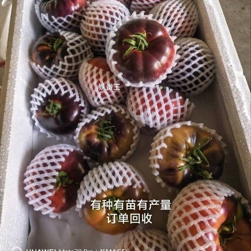 紫玫瑰火山番草莓西红柿铁皮西红柿口感好绿肩