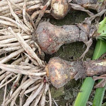 蜘蛛兰基地直供质量优质产地大量批发欢迎采购