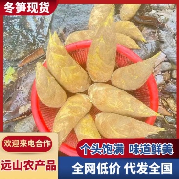 【精选】广西优质冬笋，产地直出个头饱满，肉质鲜美可电联