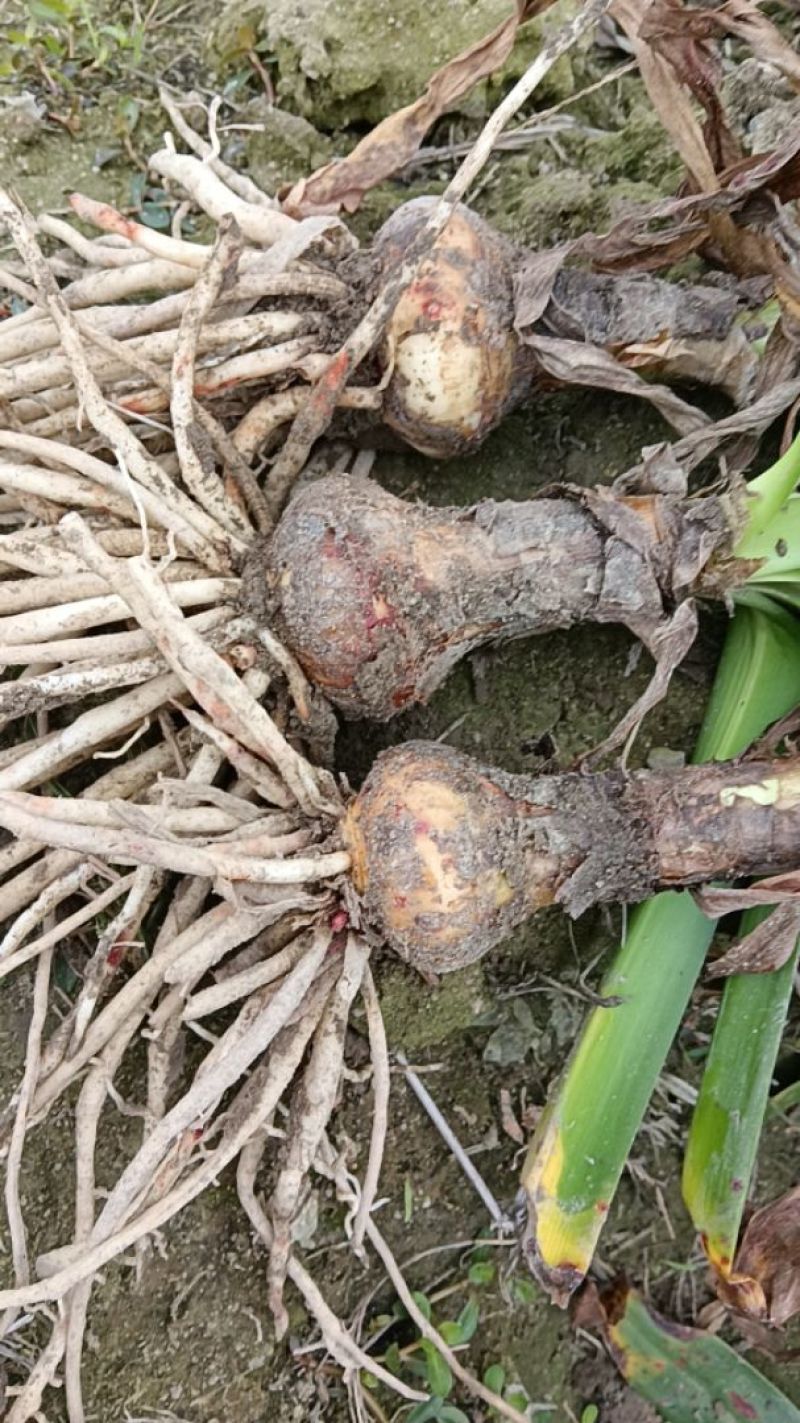 蜘蛛兰基地直供质量优质产地大量批发欢迎采购