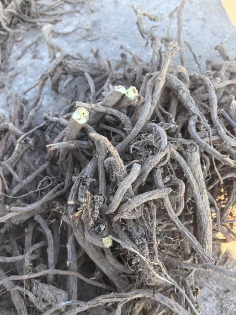 河北丹参大量上市，产地直发，品质保证，服务周到，
