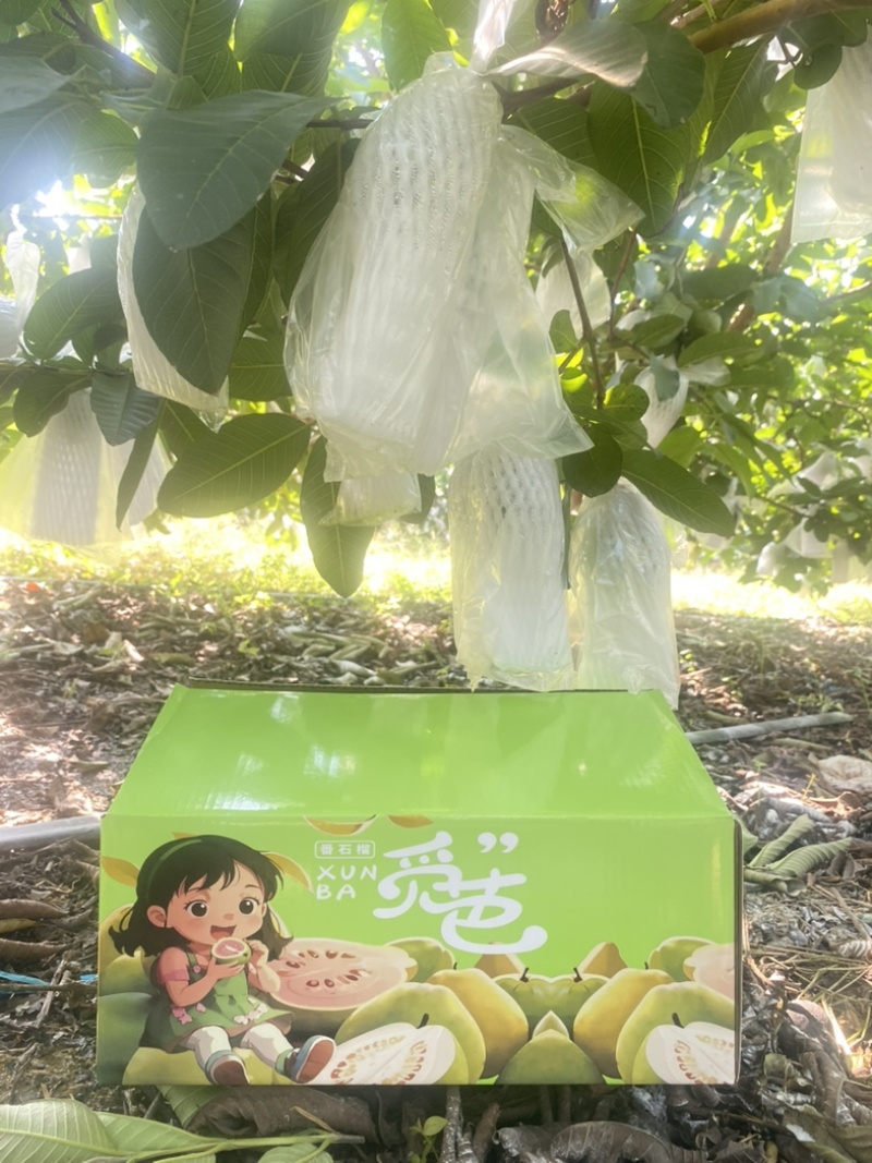 红心芭乐番石榴白心冰淇淋口感软糯香甜礼盒装新鲜水果