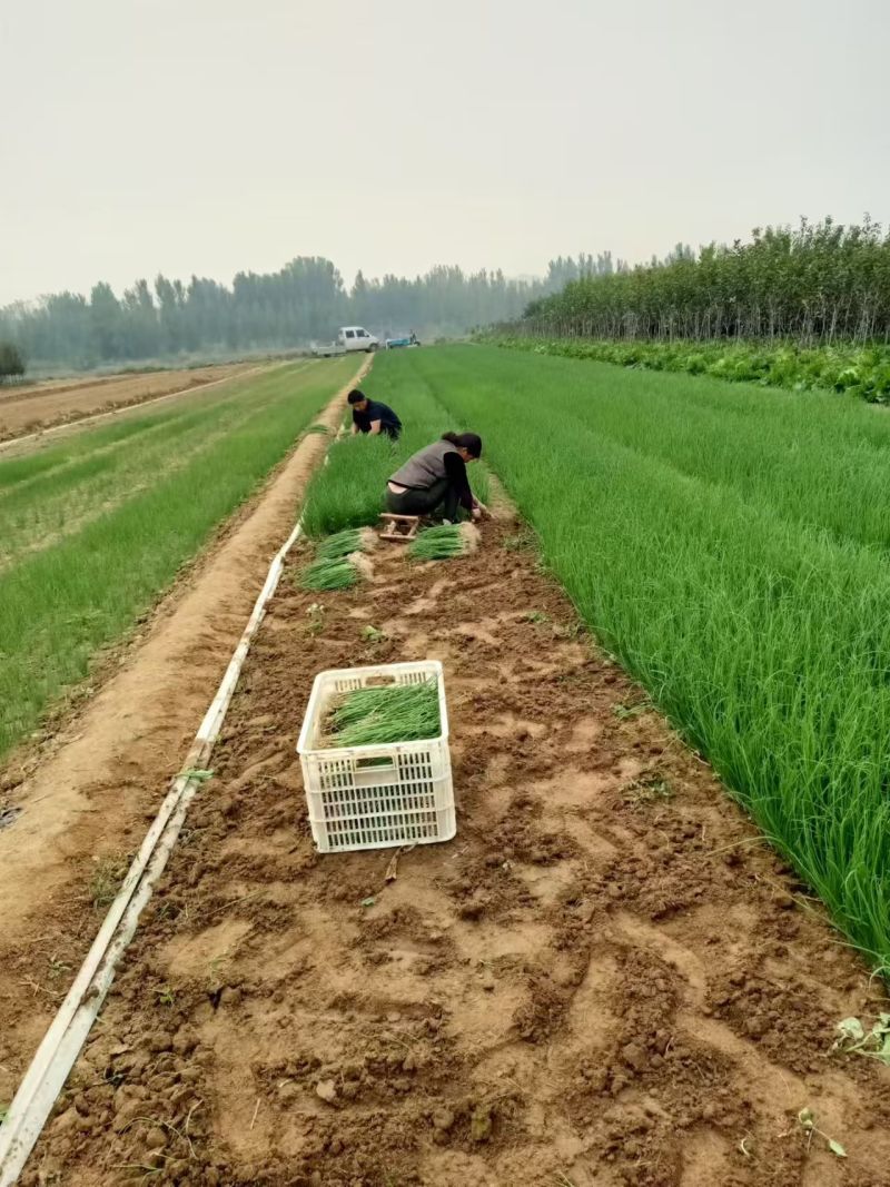 洋葱苗红皮洋葱苗二红半高桩高产洋葱苗栽苗现挖现发无土无杂