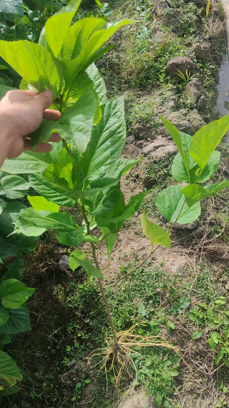 广西河池桂桑特二，大量现货，基地现挖现发根系发达存活率高