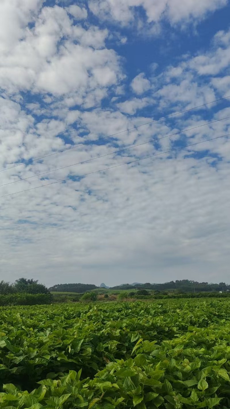 广西桑树苗，养殖专用苗，大量现货要货当天现挖现发发货