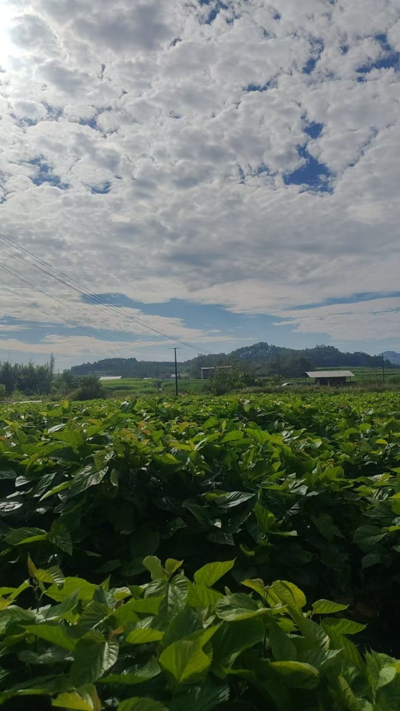 广西桑树苗，养殖专用苗，大量现货要货当天现挖现发发货
