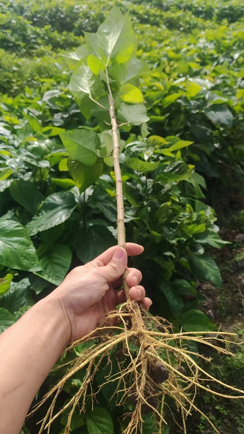 广西桑树苗，养殖专用苗，大量现货要货当天现挖现发发货