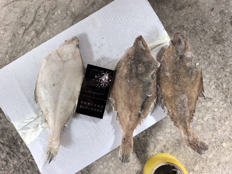 单冻长脖比目鱼，大量上市，产地直发，品质保证，服务周到