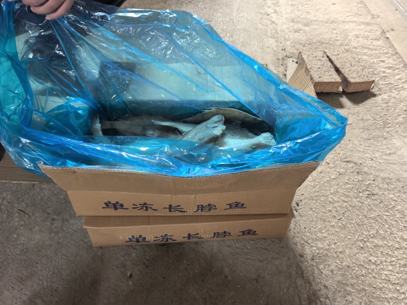 单冻长脖比目鱼，大量上市，产地直发，品质保证，服务周到