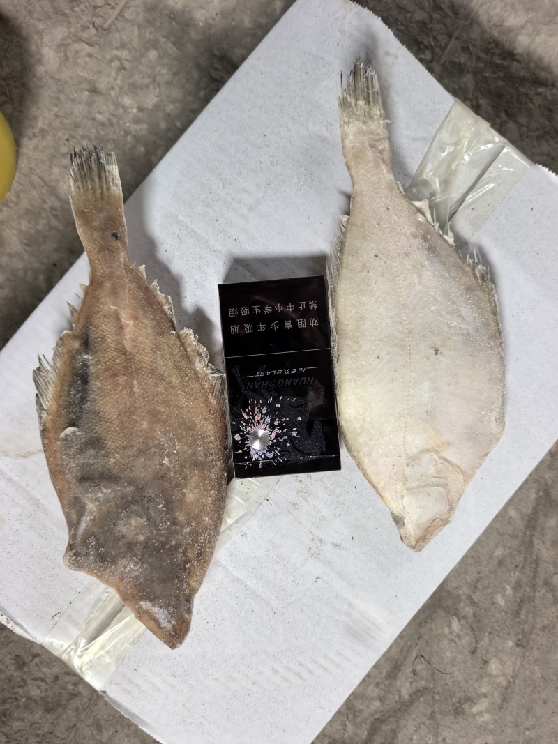 单冻长脖比目鱼，大量上市，产地直发，品质保证，服务周到