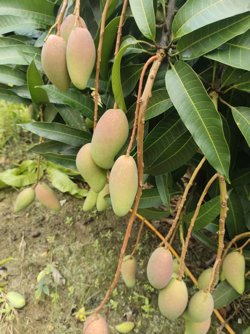 金煌，台农，贵妃