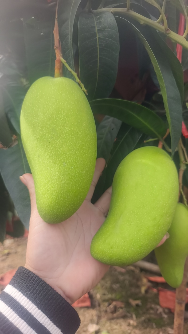 金煌，台农，贵妃