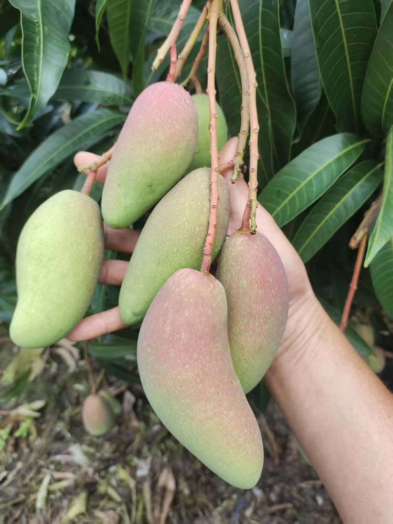 金煌，台农，贵妃