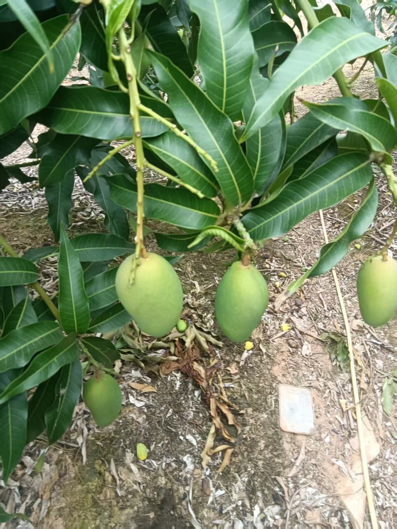 金煌，台农，贵妃