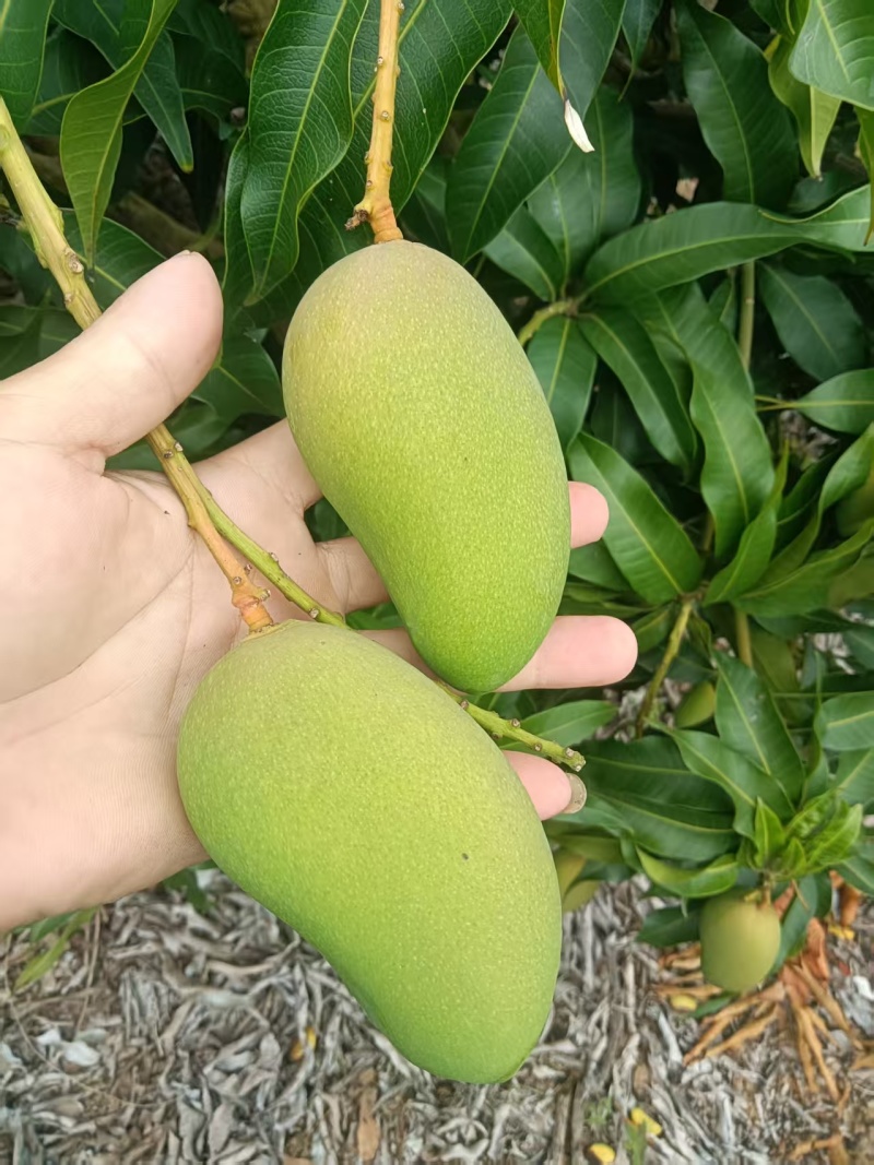 金煌，台农，贵妃