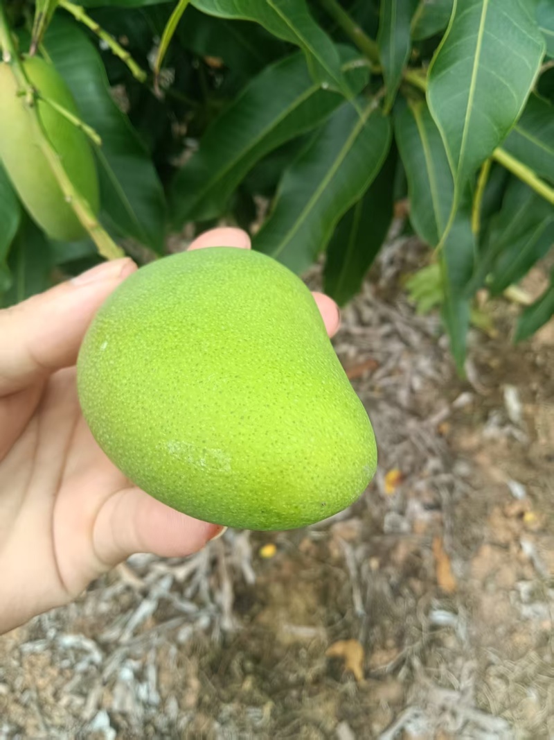 金煌，台农，贵妃