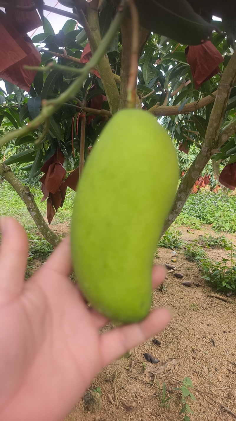 金煌，台农，贵妃