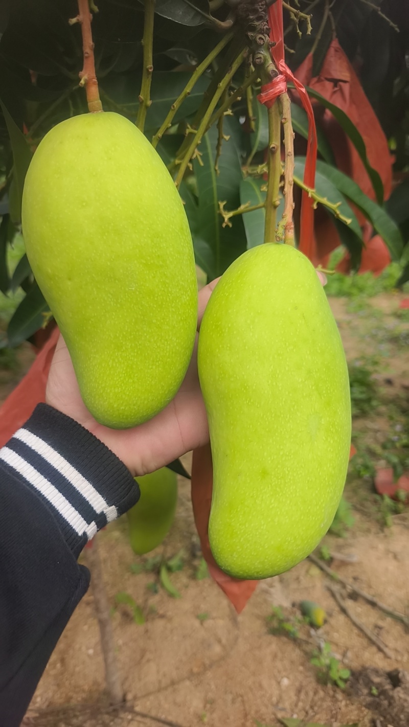 金煌，台农，贵妃