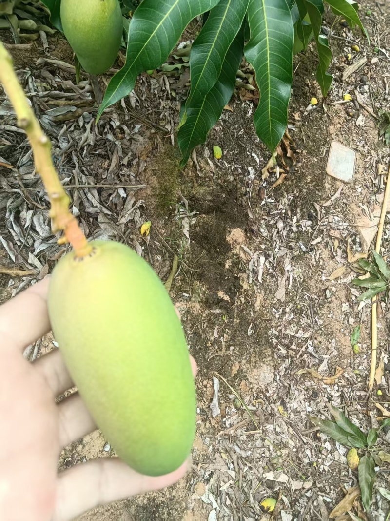 金煌，台农，贵妃