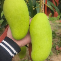 金煌，台农，贵妃