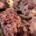猪头肉/猪副产品