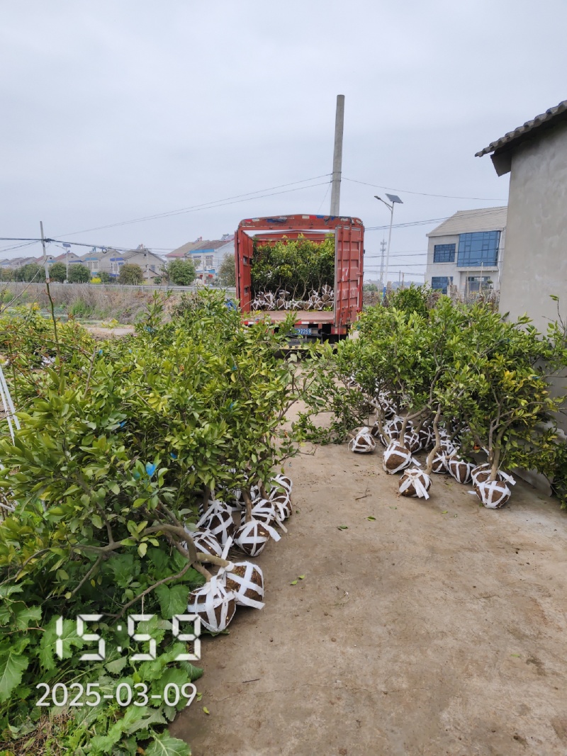 3-10桔子树（蜜桔）橘子树，柑橘树支持线上保障交易