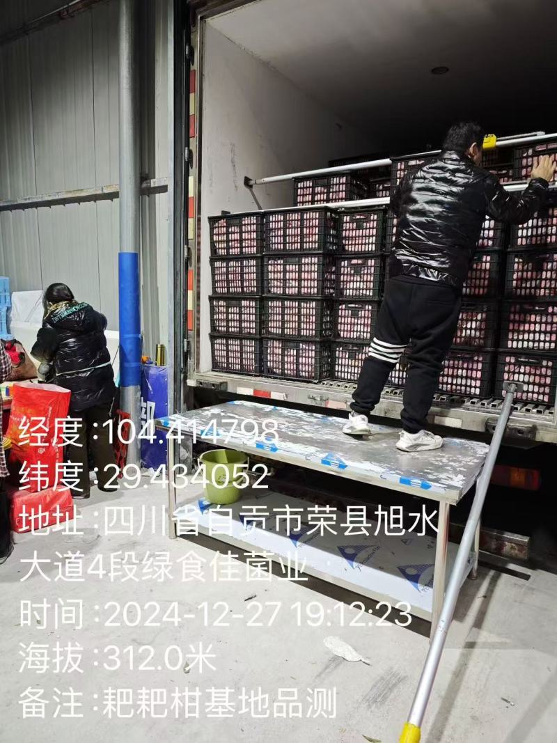 新品种晚熟耙耙柑产地直发一条龙服务量大从优海量货源对接