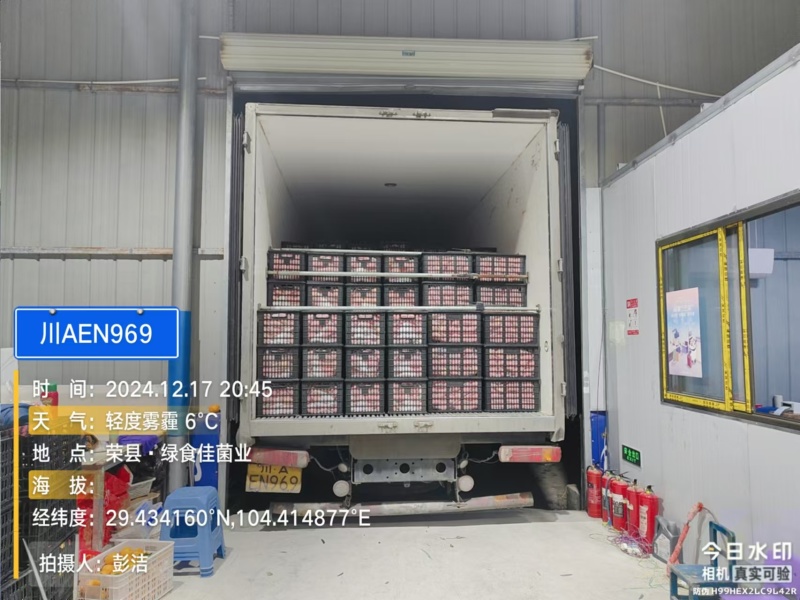 新品种晚熟耙耙柑产地直发一条龙服务量大从优海量货源对接