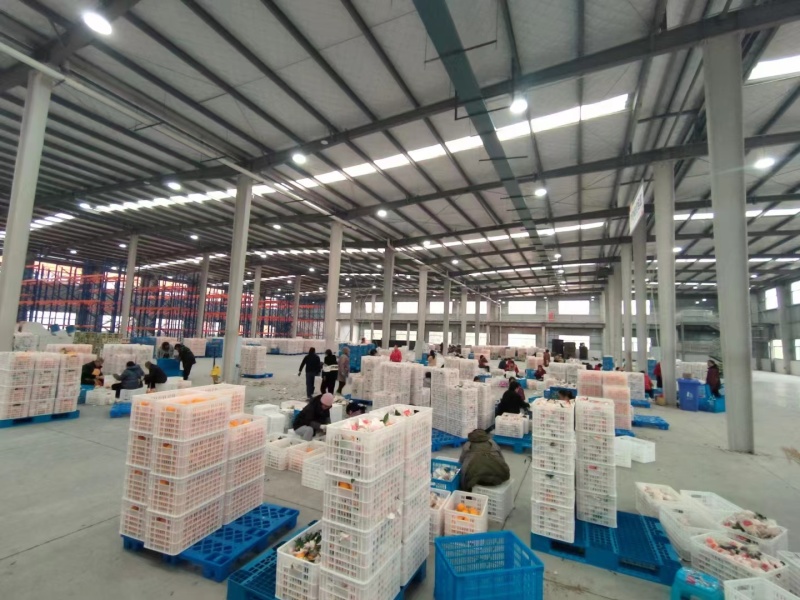 新品种晚熟耙耙柑产地直发一条龙服务量大从优海量货源对接
