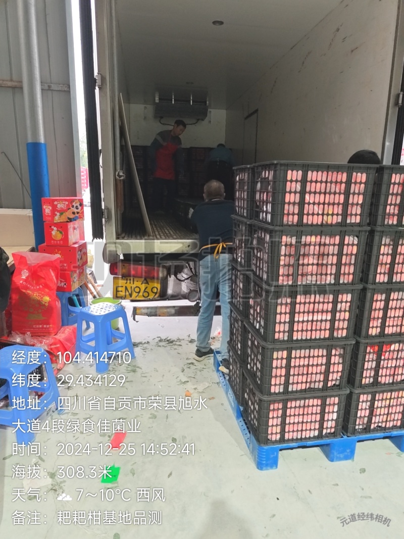 新品种晚熟耙耙柑产地直发一条龙服务量大从优海量货源对接